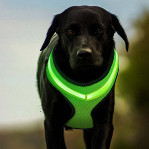 Lighted Dog Harness