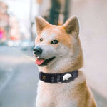 Collar for GPS Pet Tracker